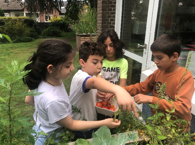 4 Kinder stehen am Hochbeet und ernten die ersten Tomaten. Dabei entdecken sie die verschiedenen Sorten durch ihre Farben und Größen